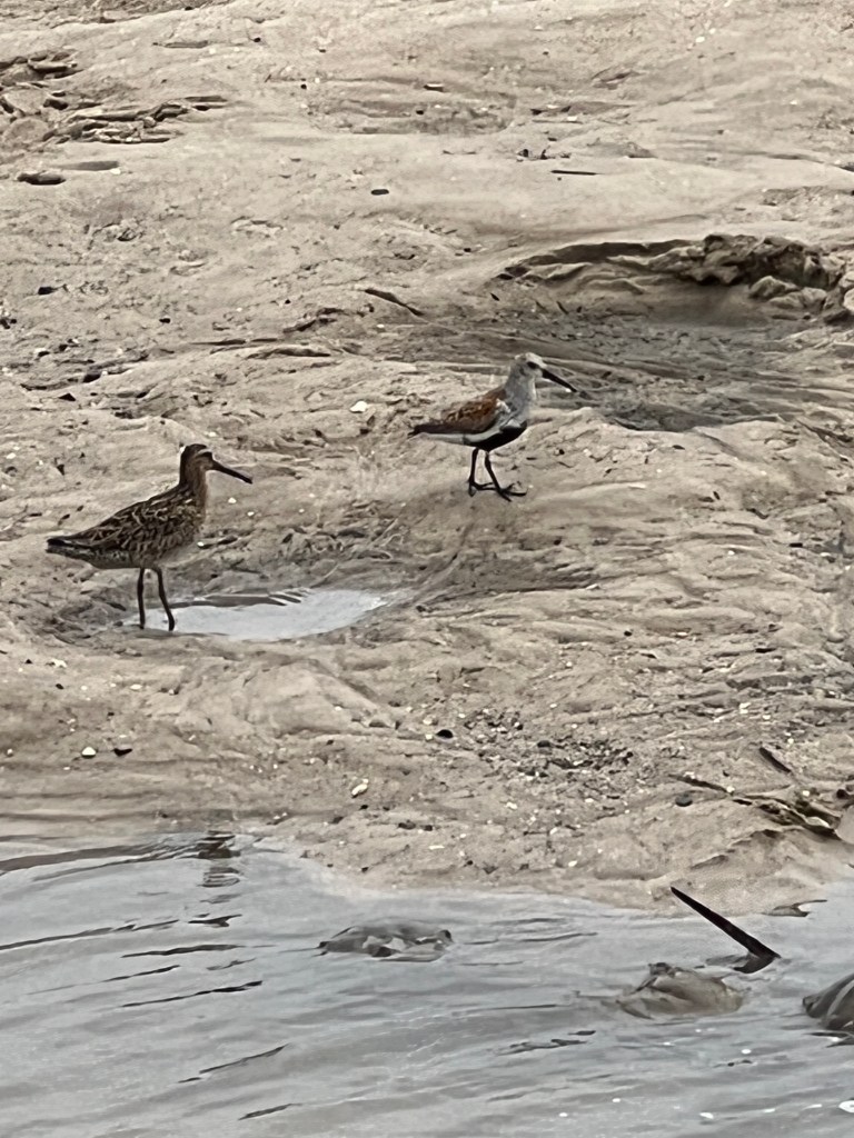 Shorebirds on beach with horseshoe crabs nearby. Many migratory and resident shorebirds feed on horseshoe crab eggs during late spring/early summer.