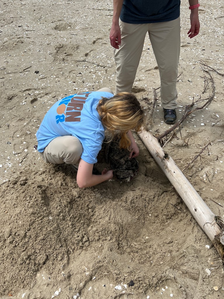 Woman removing horseshoe crab from under a tree.
