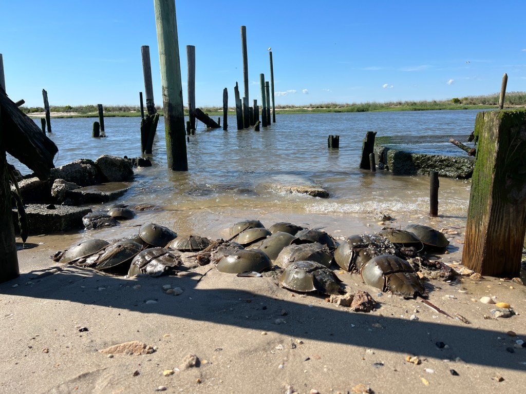 Horseshoe crab group on beach.