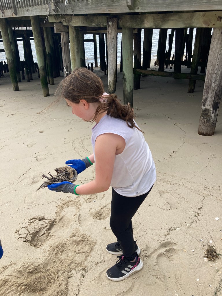 Girl holding horseshoe crab