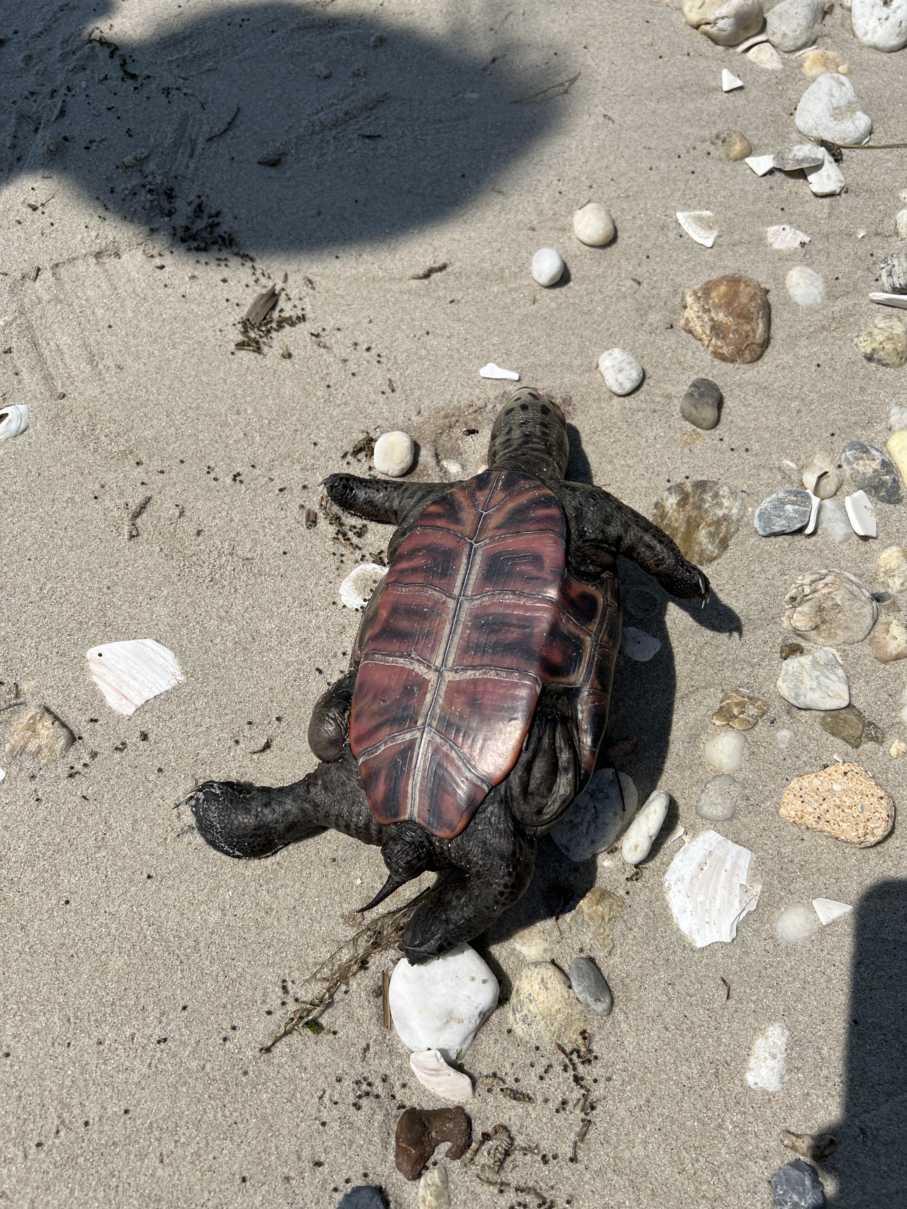 Dead diamondback terrapin on beach.
