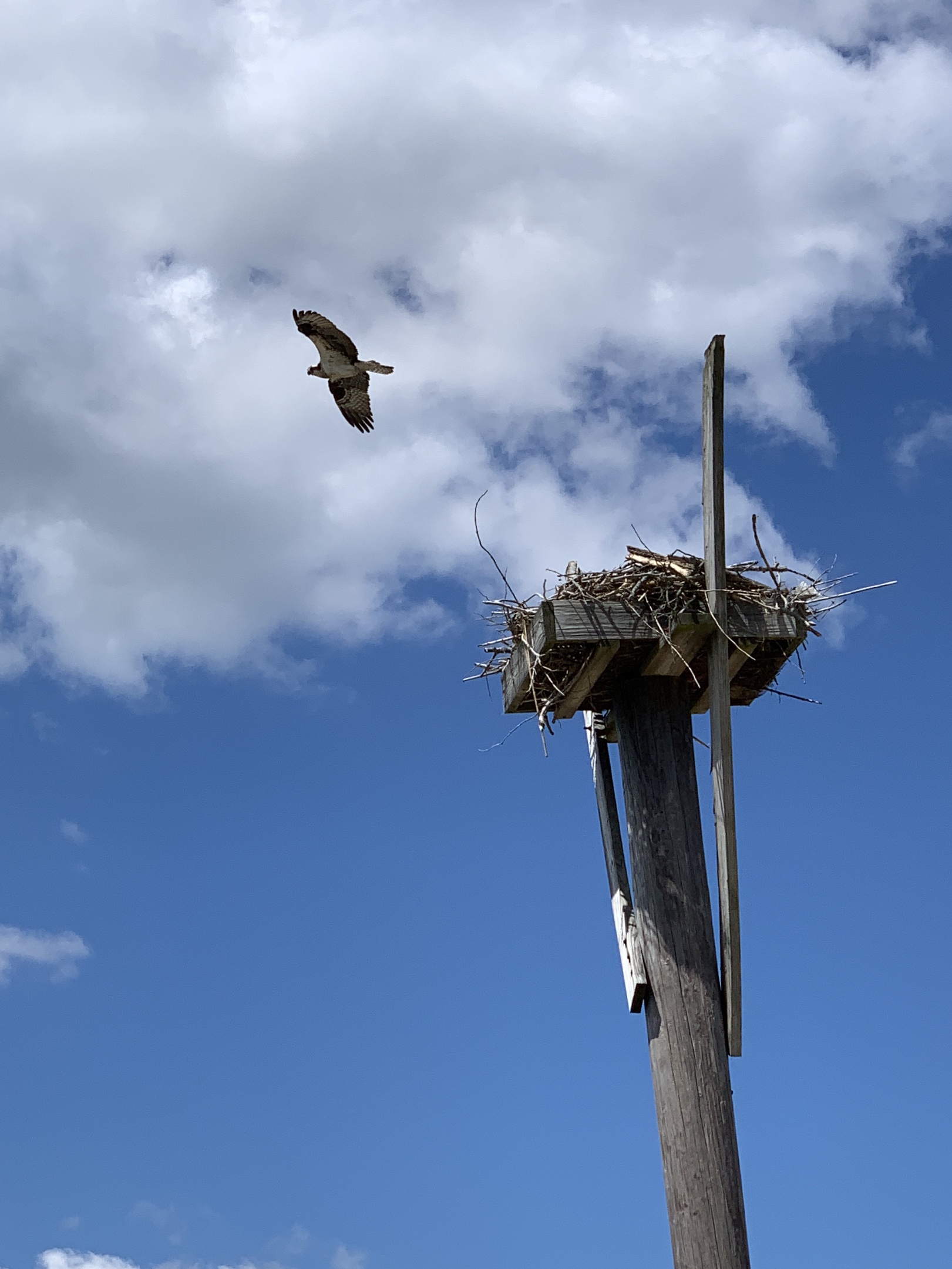 Osprey flying near nest