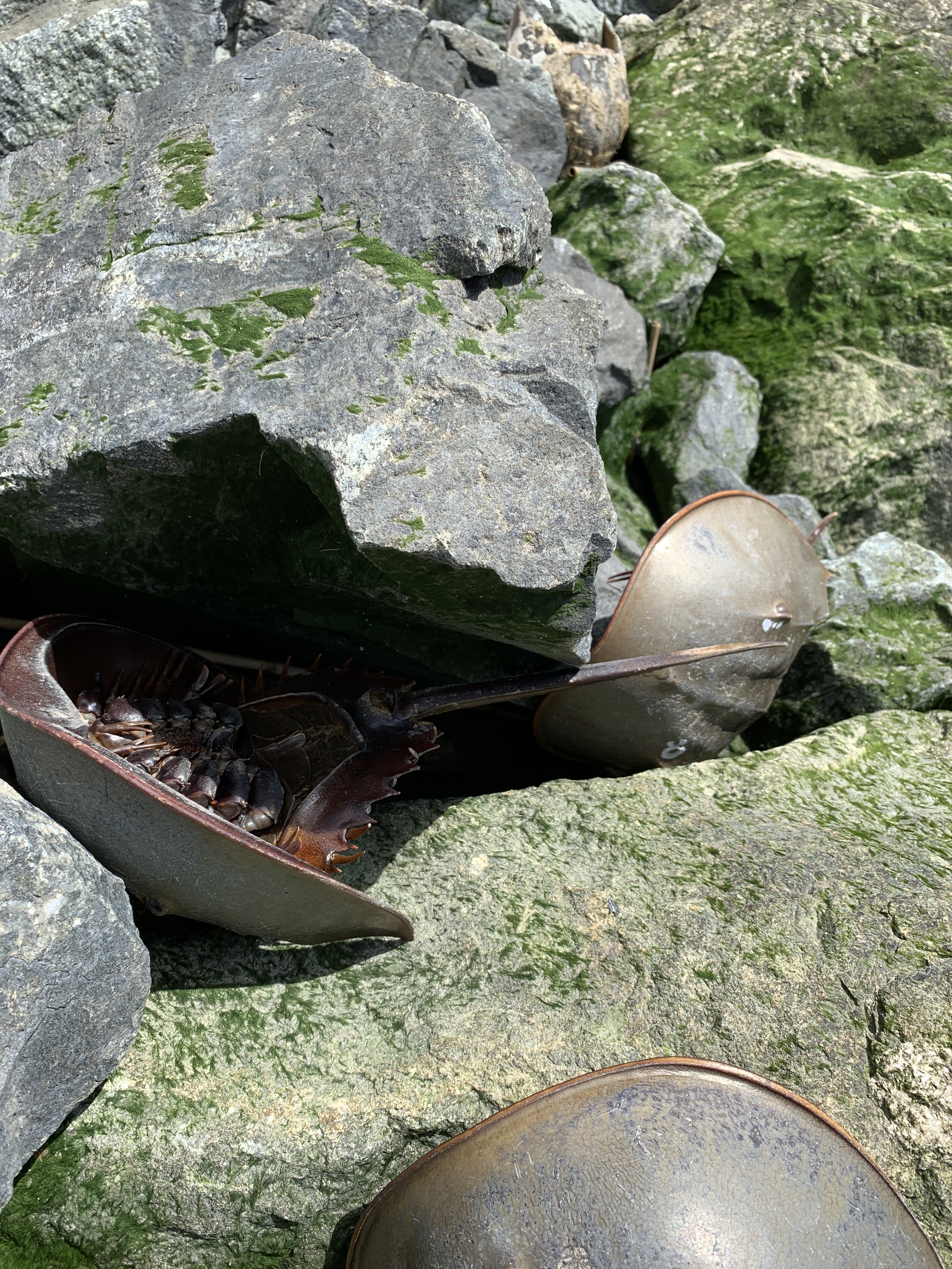 Horseshoe crabs and stones