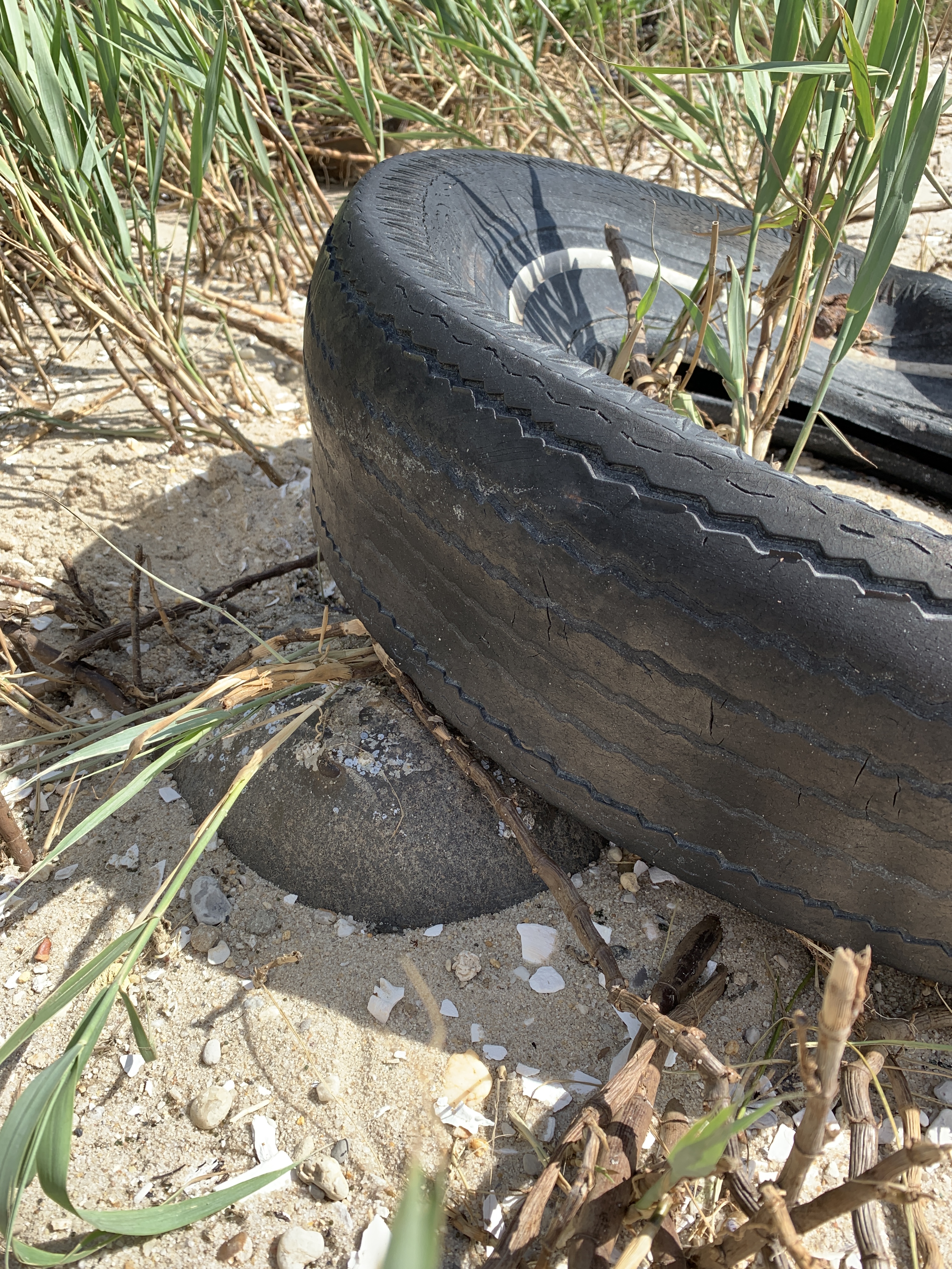 Car tire on top of horseshoe crab